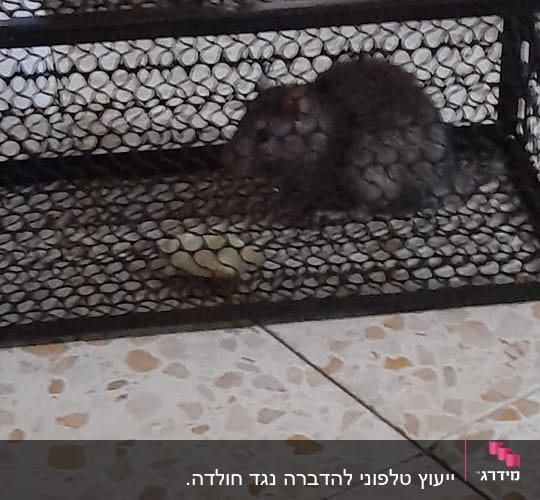 מלכודת עם עכבר בפנים על רצפה
